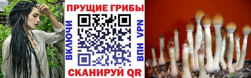 ОМГ ОМГ вход Балтийск даркнет наркотические препараты купить закладку Псилоцибиновые грибы GOLDEN TEACHER
